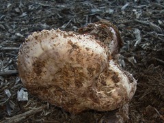 Agaricus pequinii