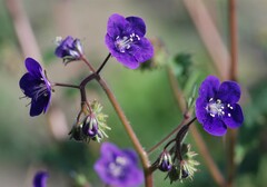 Phacelia parryi