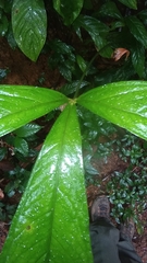 Anthurium thrinax