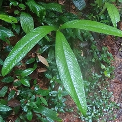 Anthurium thrinax