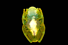 Centrolenidae