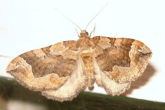 Pelurga comitata