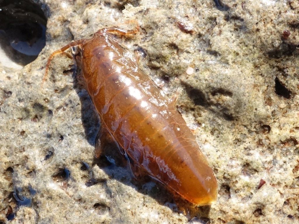 Idotea neglecta