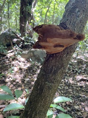 Phylloporia