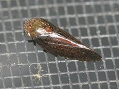 Amarusa australis