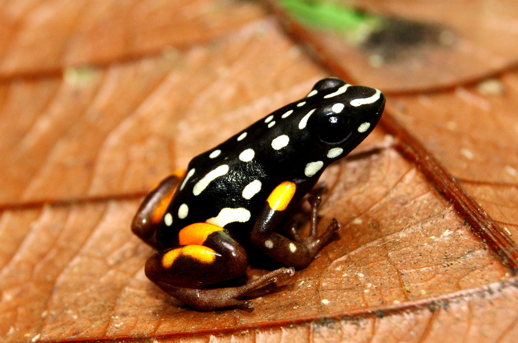 Brazil-nut Poison Frog