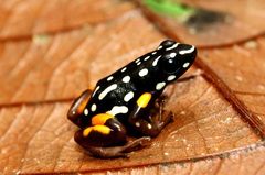 Brazil-Nut Poison Frog photo 4
