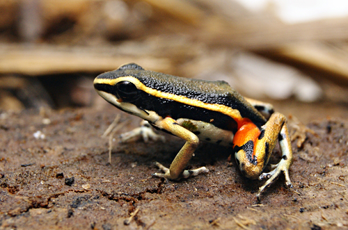 Jacareacanga Poison Frog