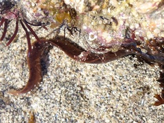 Pholis gunnellus