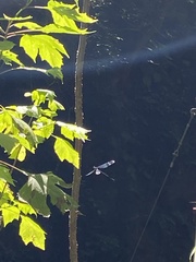 Megaloprepus diaboli