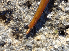 Nerophis lumbriciformis