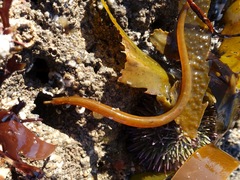 Nerophis lumbriciformis