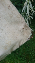 Dicranopalpus