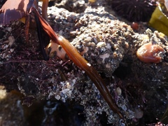 Nerophis lumbriciformis