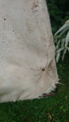 Dicranopalpus