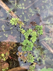 Azolla caroliniana