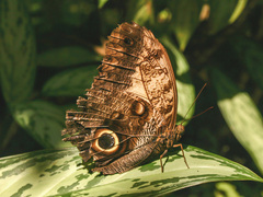Caligo telamonius