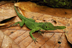 Anolis phyllorhinus