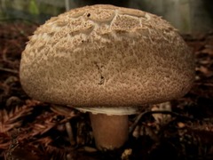 Agaricus moelleri