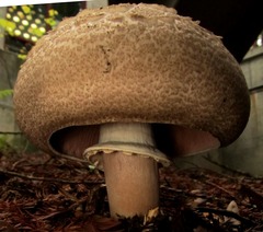 Agaricus moelleri