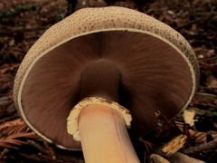 Agaricus moelleri