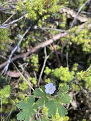 Geranium potentilloides