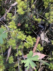 Geranium potentilloides