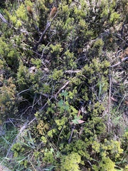 Geranium potentilloides