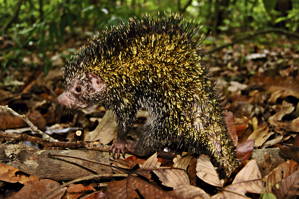 Black Dwarf Porcupine