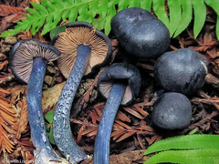 Entoloma subcarneum