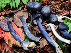 Entoloma subcarneum