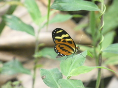 Mechanitis polymnia kayei