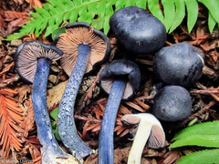 Entoloma subcarneum