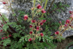 Scrophularia ruprechtii