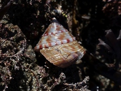 Calliostoma zizyphinum