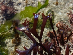 Chondrus crispus