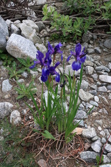 Iris sibirica