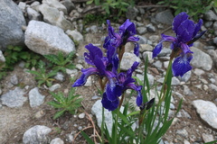 Iris sibirica