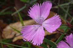 Dianthus seguieri