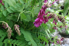 Hedysarum caucasicum