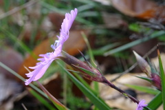 Dianthus seguieri