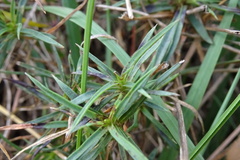 Dianthus seguieri