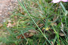 Dianthus seguieri