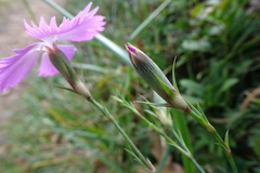 Dianthus seguieri