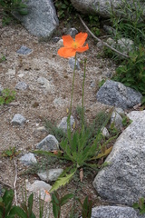 Papaver dubium