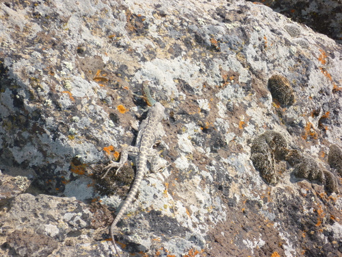 Long-nosed Leopard Lizard, Lake County, US-OR, US, photo 9 of 10