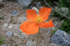 Papaver dubium
