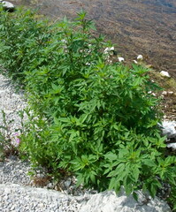 Impatiens glandulifera