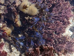 Ericaria selaginoides