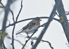 Fringilla montifringilla